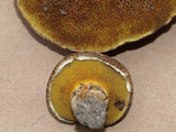 Suillus lakei image