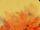 Leucoagaricus barssii image