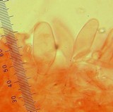 Leucoagaricus barssii image