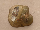 Suillus lakei image