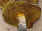Suillus lakei image