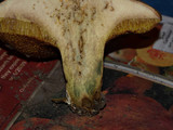 Suillus lakei image