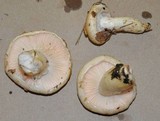 Hygrophorus flavodiscus image