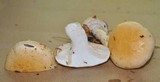 Hygrophorus flavodiscus image
