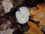 Cuphophyllus virgineus image