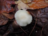 Cuphophyllus virgineus image