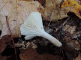 Cuphophyllus virgineus image
