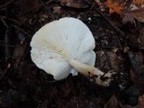 Tricholoma saponaceum image