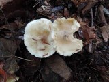 Tricholoma saponaceum image