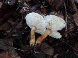 Tricholoma saponaceum image