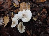 Hygrophorus occidentalis image