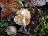 Hygrophorus bakerensis image