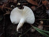 Hygrophorus bakerensis image