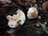 Hygrophorus bakerensis image