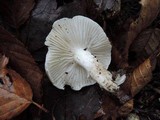 Hygrophorus bakerensis image