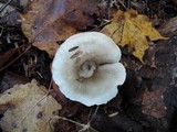 Tricholoma saponaceum image