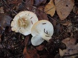 Tricholoma saponaceum image