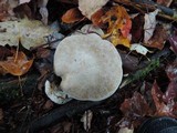 Entoloma abortivum image