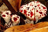 Hydnellum peckii image
