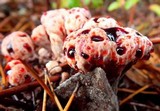 Hydnellum peckii image