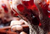 Hydnellum peckii image