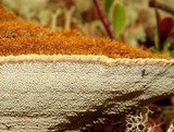 Onnia tomentosa image