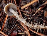 Dendrocollybia racemosa image