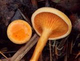 Hygrophoropsis aurantiaca image