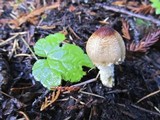 Lepiota magnispora image