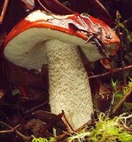 Leccinum manzanitae image