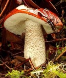 Leccinum manzanitae image
