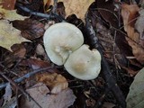 Tricholoma saponaceum image