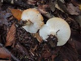 Tricholoma saponaceum image