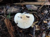 Hygrophorus flavodiscus image