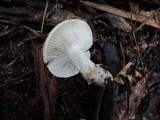 Hygrophorus flavodiscus image