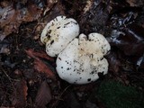Hygrophorus sordidus image