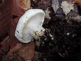 Hygrophorus sordidus image