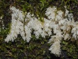 Hericium abietis image