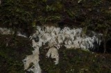 Hericium abietis image