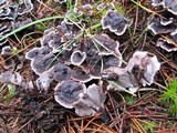 Phellodon melaleucus image