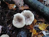 Lactarius mucidus image