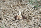 Agaricus californicus image
