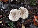 Lactarius mucidus image