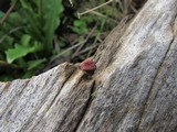Gymnopilus aeruginosus image