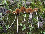 Pholiotina smithii image