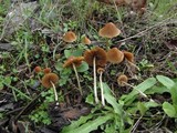 Pholiotina smithii image