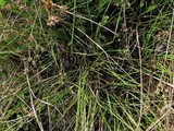 Psilocybe stuntzii image