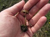 Psilocybe stuntzii image
