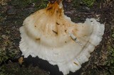 Laetiporus conifericola image