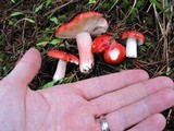 Russula sanguinaria image